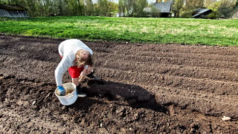 older woman planting potatoes in garden rows by hands during spring