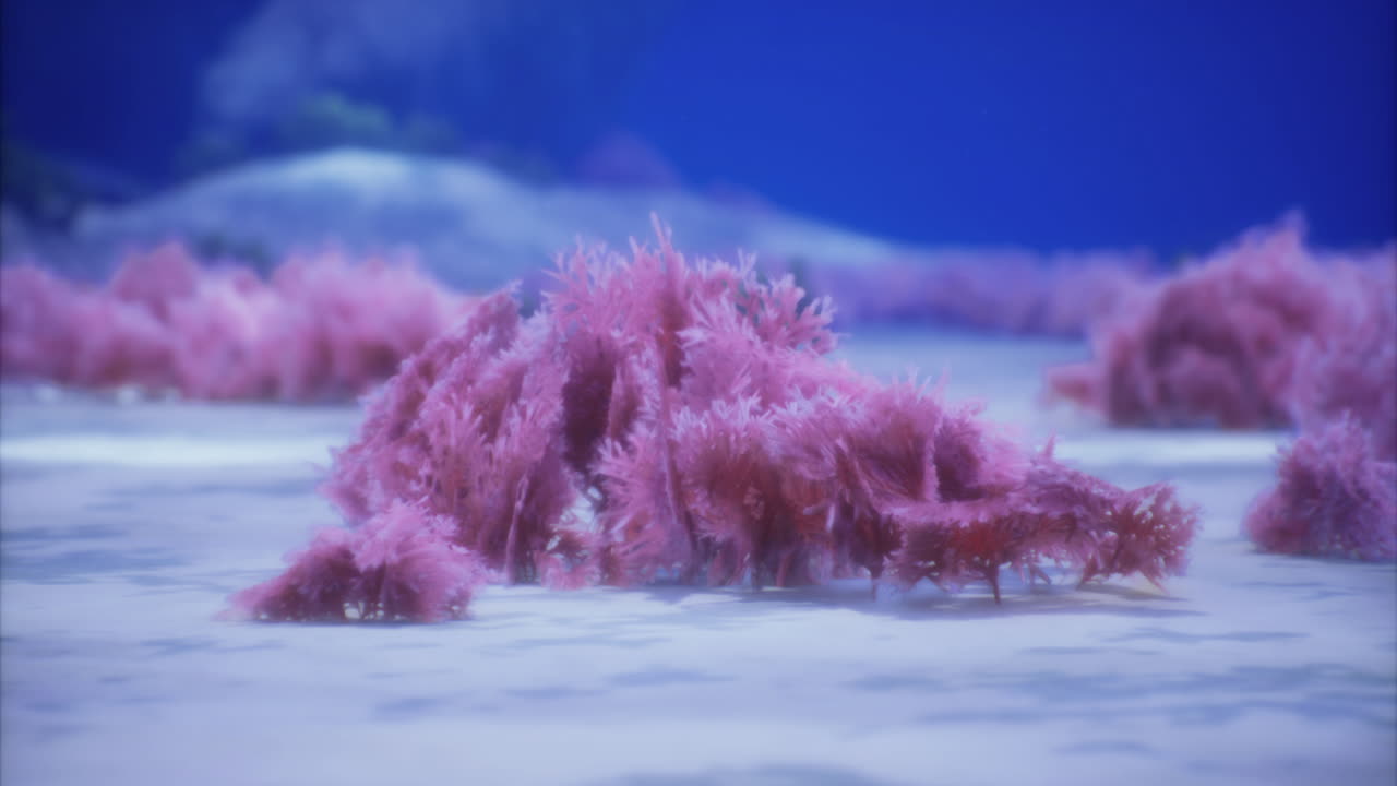 Coral reef under water showcasing colorful pink coral formations in deep ocean