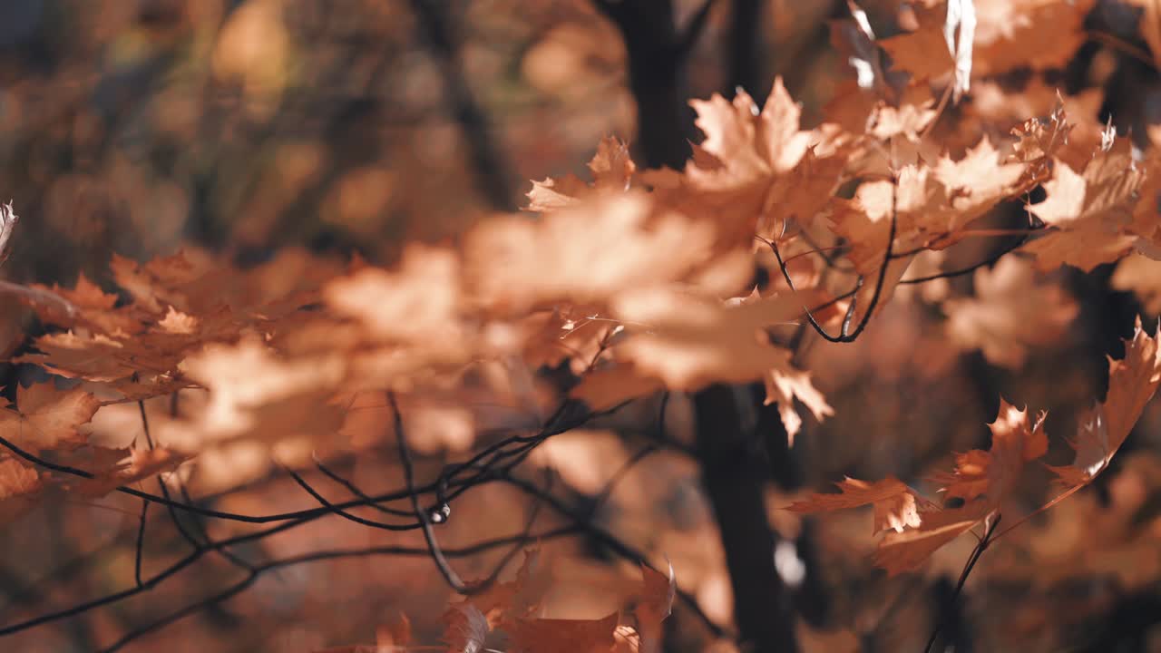el primer plano de las hojas doradas de otoño temblando en el viento