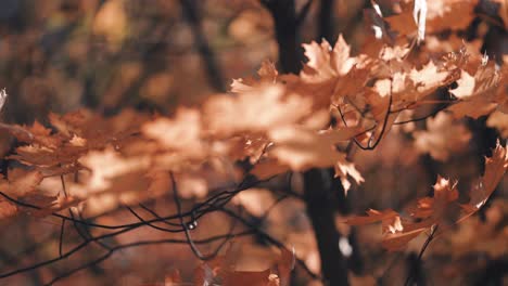 the close-up of the golden autumn leaves trembling in the wind