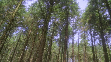 pine treetops swaying gently in the wind in english woodland on bright summer day with slow pan