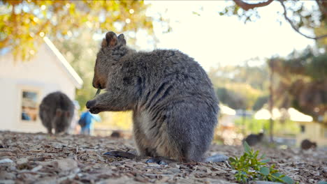 Kleines-Beuteltier,-Das-In-Australien-Isst