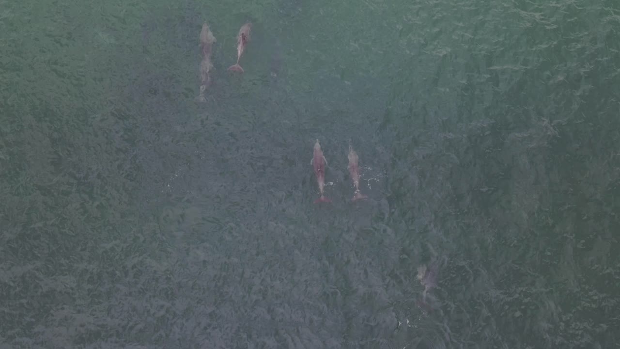 호주 서부 번버리의 꼬투리에서 순항하는 아기 돌고래를 포함한 돌고래의 드론 영상