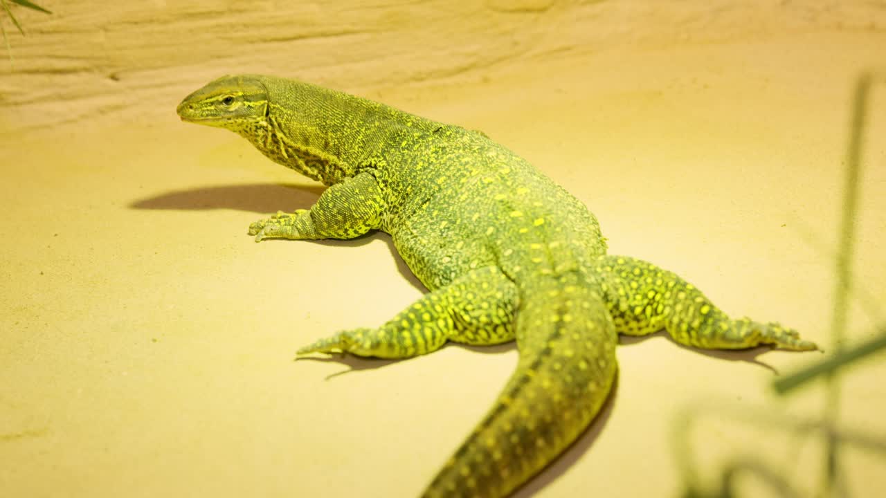 Argus monitor crawling on sand in a terrarium