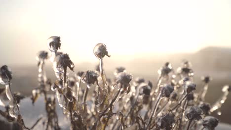 a cold january morning along with some winter precipitation and a bright sunrise make for some interesting details.