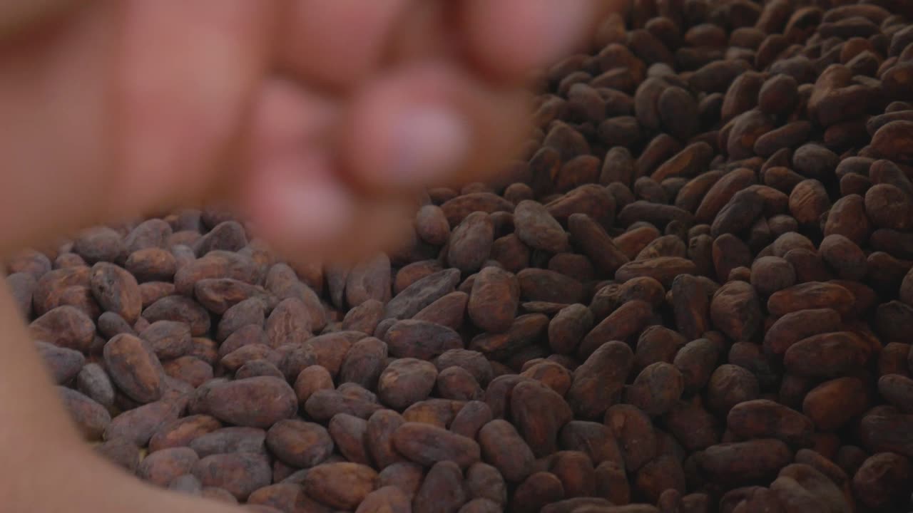 A close-up shot captures the rich, earthy texture of cacao beans as they are carefully handled by human hands. The fingers sift through the pile, gently inspecting and selecting the finest beans
