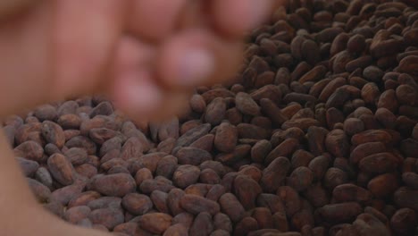 a close-up shot captures the rich, earthy texture of cacao beans as they are carefully handled by human hands. the fingers sift through the pile, gently inspecting and selecting the finest beans