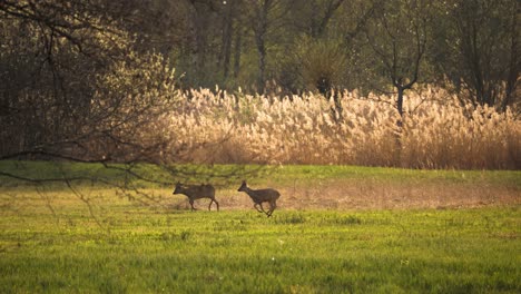 two deer play together and run around. shot in slow motion one spring at sunset. beautiful nature and cute animals. the sun illuminates the plants and reeds. the meadow is lush green.