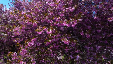 Pink-Cherry-blossom-trees-shot-with-a-drone