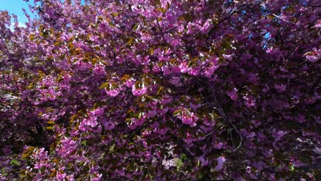 árboles de flor de cerezo rosa disparados con un dron