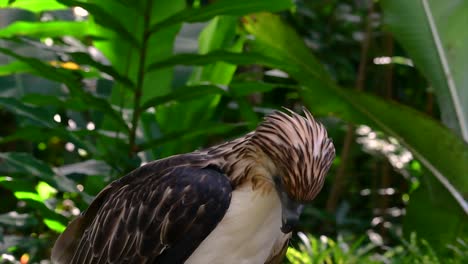 the philippine eagle also known as the monkey-eating eagle is critically endangered and can live for sixty years feeding on monkeys, flying lemurs, and small mammals as an opportunist bird of prey