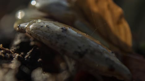 Cinematic-timelapse-of-a-slimy-mushroom-in-a-dark-forest-at-sunrise