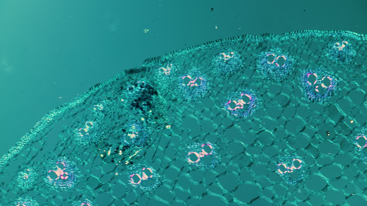 Plant root cross section under microscope in polarized light
