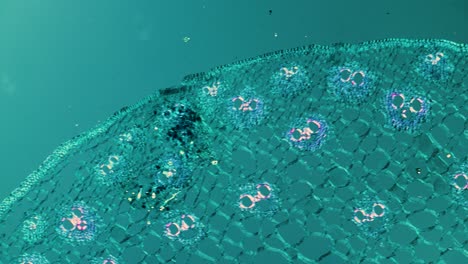 plant root cross section under microscope in polarized light