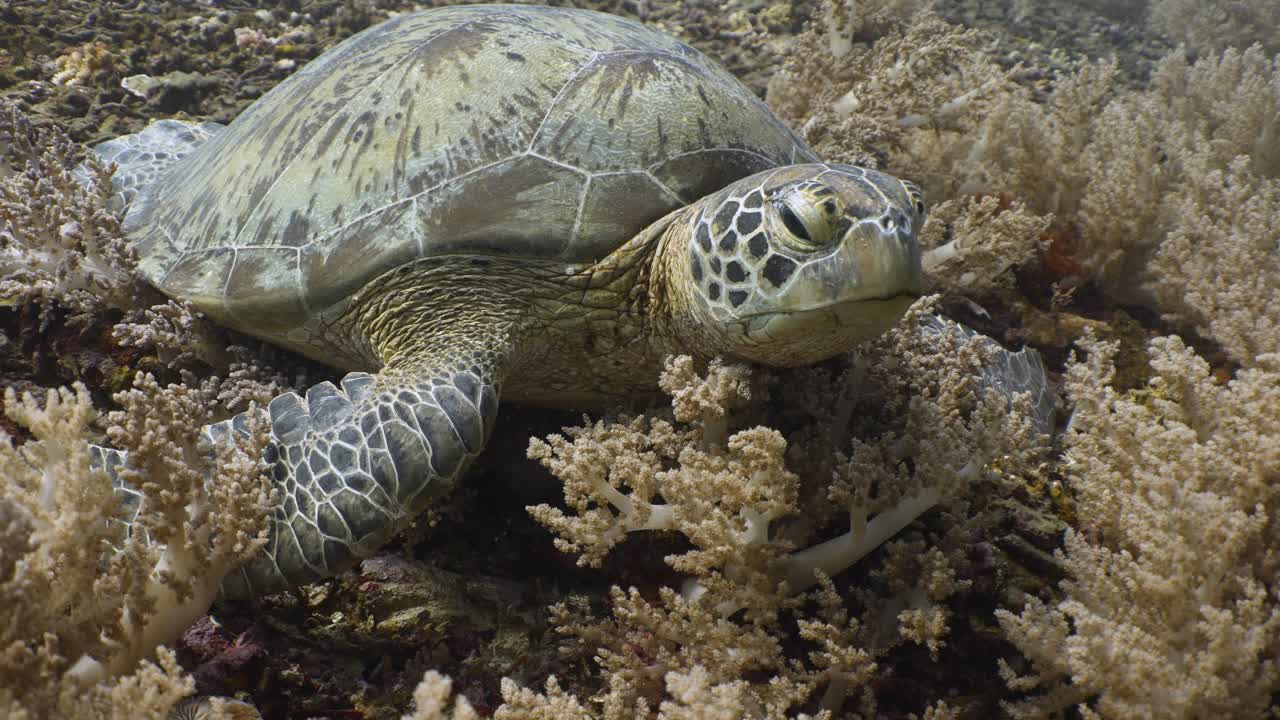 Close up shot of a sea turtle resting on a bed of soft coral in slow motion in 4k