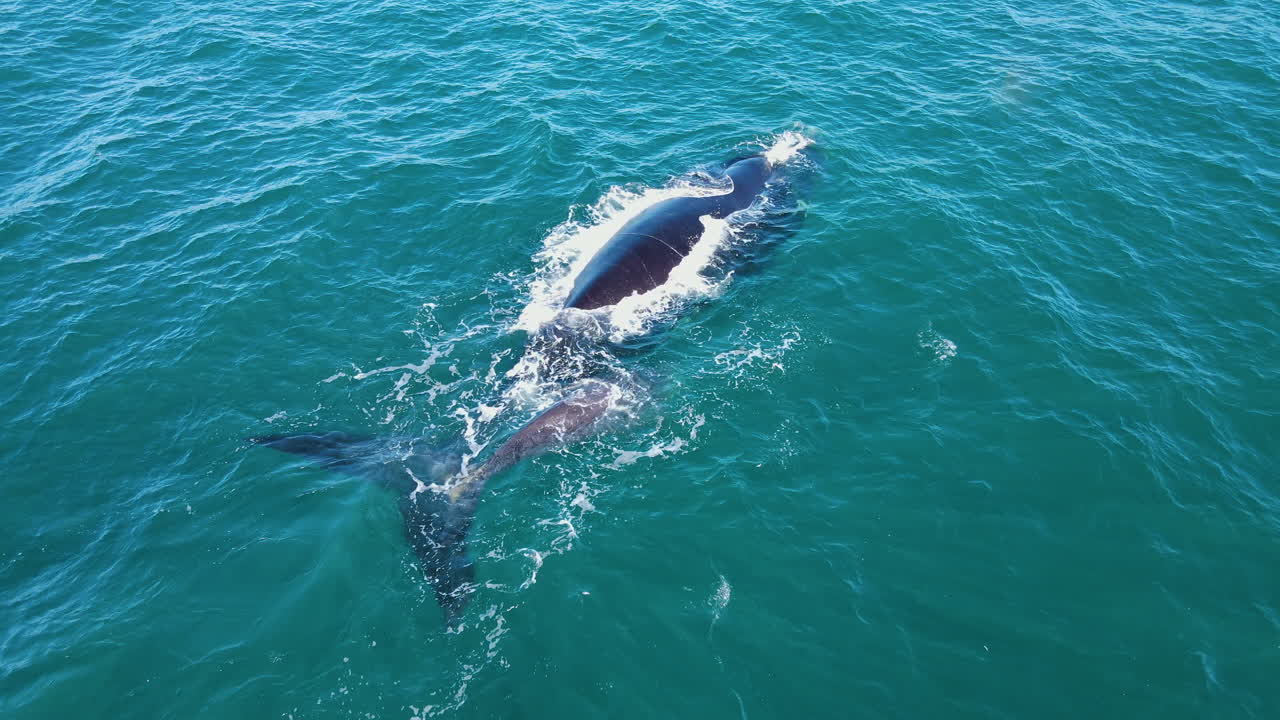 워커 베이, 헤르마누스의 연안 해역에서 장난치며 노는 고래들
