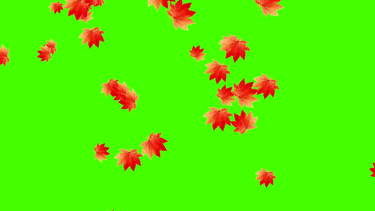 가을 잎이 떨어지는 루프, 녹색 화면 크로마 키