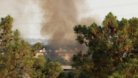 humo oscuro de la vista del fuego a través de pinos altos, seixal