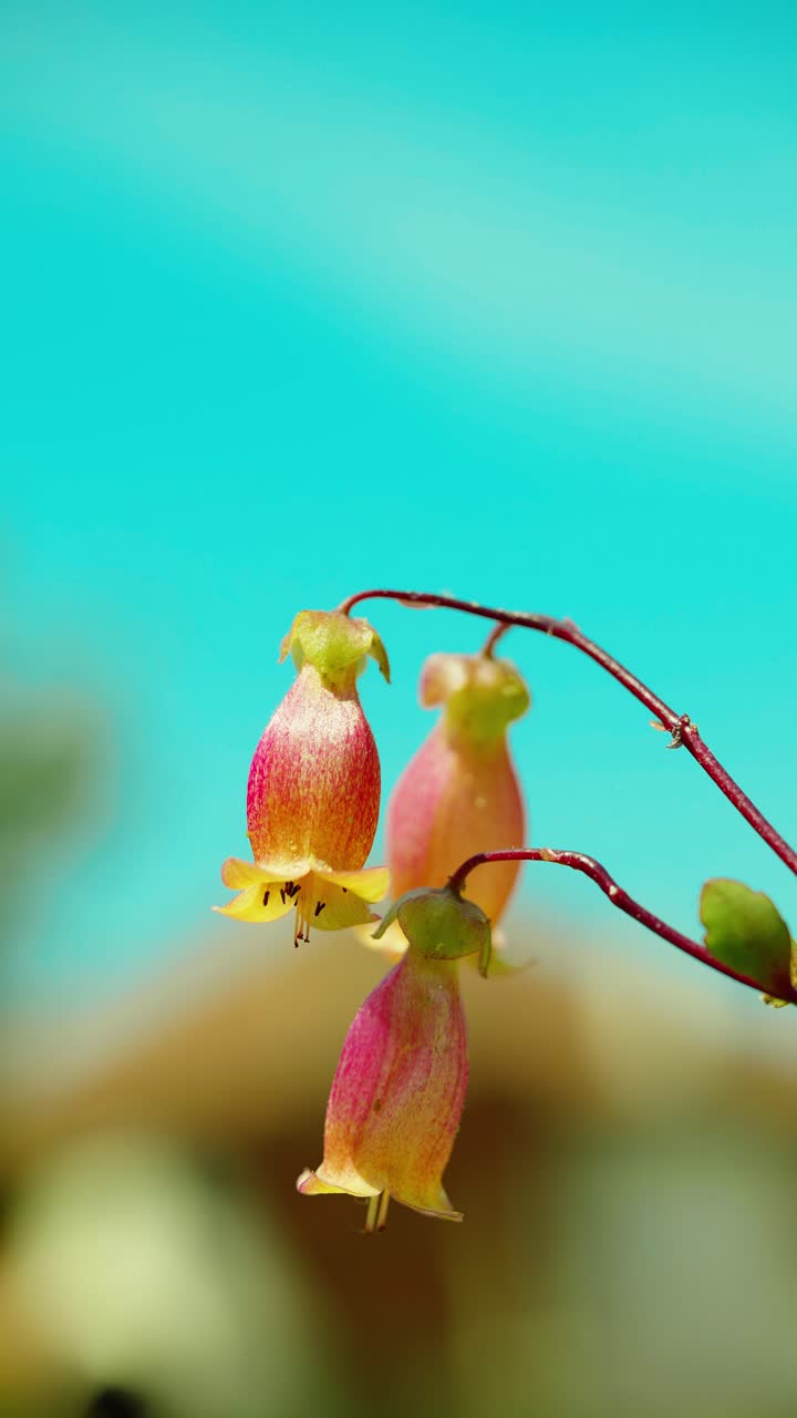 Pemandangan memukau ini menangkap pancaran tanaman kalanchoe yang bermandikan sinar matahari, terselip di antara rumput hijau subur di bawah naungan langit biru jernih