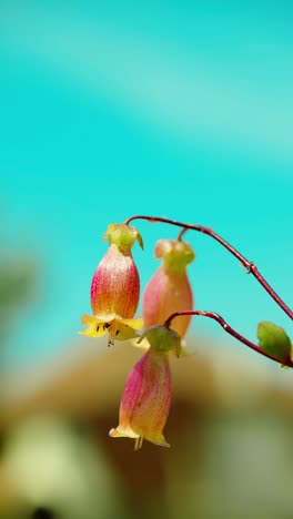 This-enchanting-scene-captures-the-radiance-of-a-kalanchoe-plant-bathed-in-sunlight,-nestled-amidst-lush-green-grass-under-a-canopy-of-clear,-azure-skies