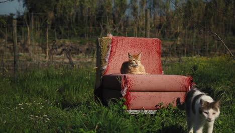 Gatos-Descansando-En-Un-Viejo-Sofá-En-Un-Refugio-De-Animales