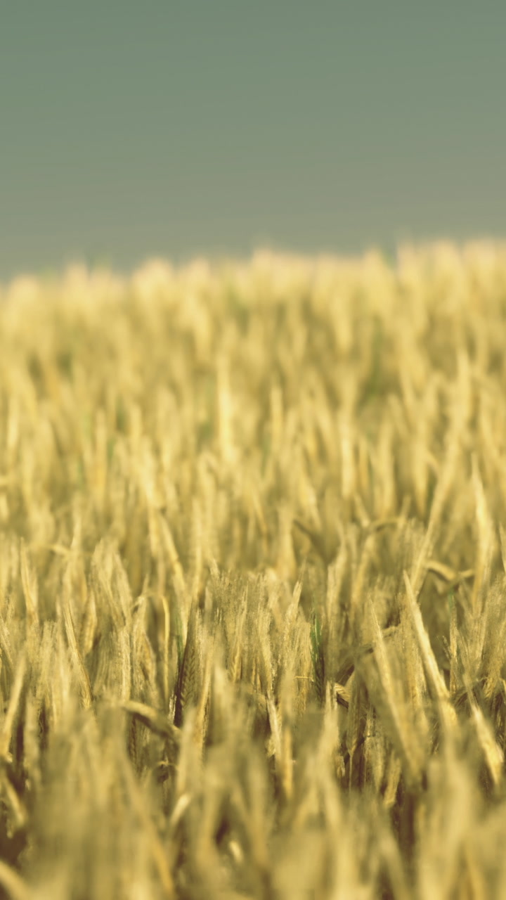Golden wheat field under clear sky during daytime in rural setting