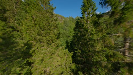 Aerial-flight-over-green-growing-fir-trees-and-blue-sky-in-summer---Norway,Europe