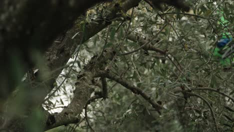 Branches-of-an-olive-tree-and-in-the-background-an-olive-harvester-rakes-branches-of-an-olive-tree-for-the-olive-harvest-in-Italy