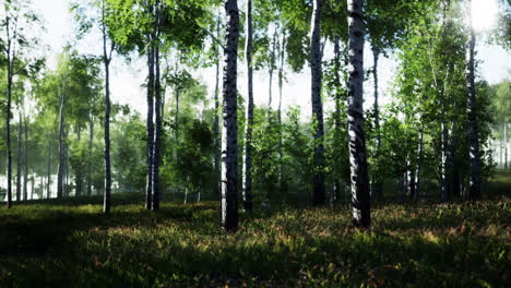 la luz del sol fluye a través de un bosque de abedul