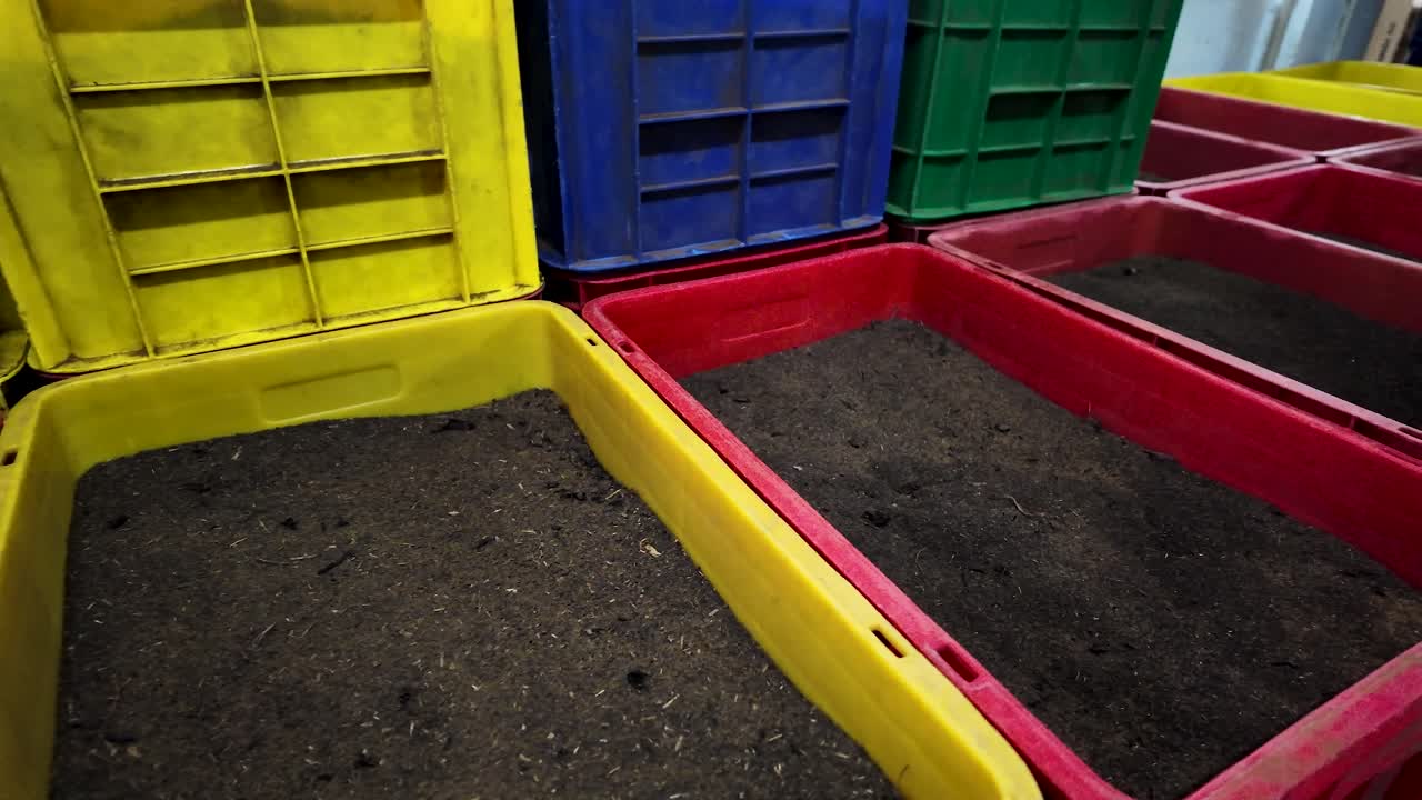 Black tea leaves are drying in colorful crates inside a tea factory, showcasing a stage in tea production