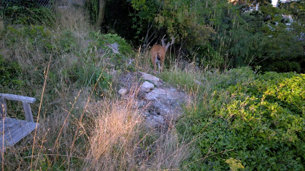 Un cervo che mangia nel giardino di un canadese