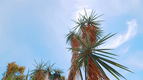 sol brillando detrás de palmeras tropicales en la exótica isla caribeña