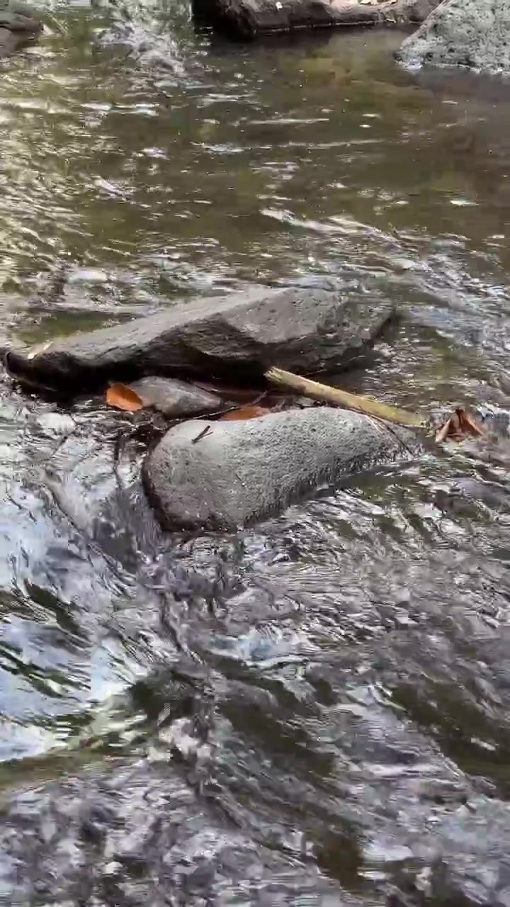 Acqua cristallina che scorre sulle rocce in un ruscello nel bosco