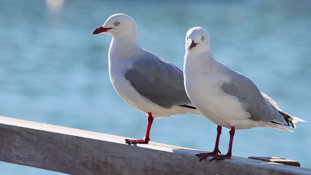Two seagulls interact on a wooden railing by the water, with one eventually flying away