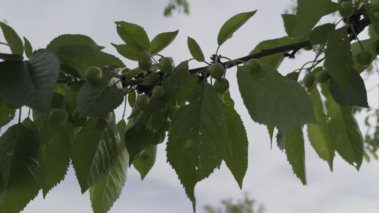 cereza de primer plano pequeñas cerezas y hojas movidas por el viento en ramas delgadas