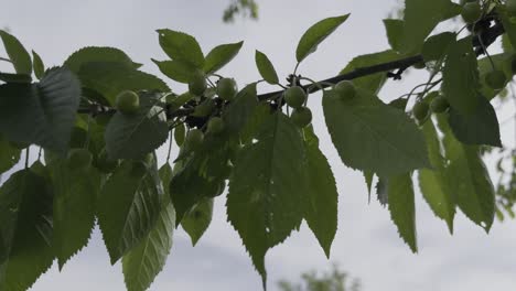 Nahaufnahme-Eines-Kirschbaums,-Kleine-Kirschen-Und-Blätter,-Die-Vom-Wind-In-Einem-Dünnen-Zweig-Bewegt-Werden