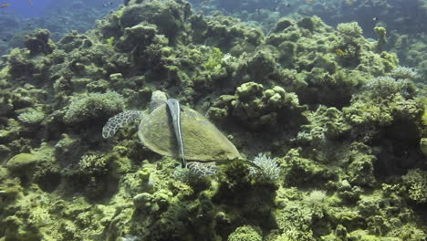 Tortuga-Marina-Acompañada-De-Peces-Ramora-En-El-Arrecife-De-Coral-Del-Mar-Rojo-De-Egipto