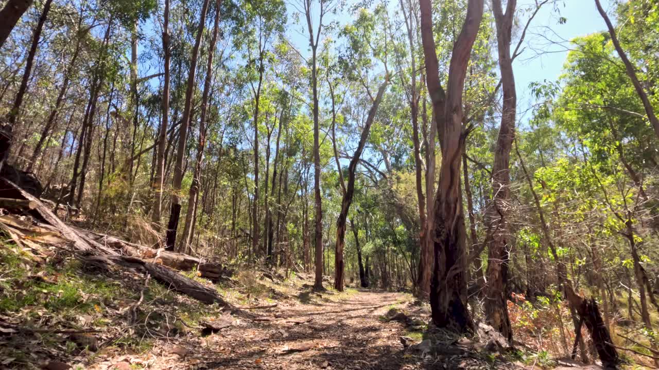 un paseo sereno por un sendero del bosque