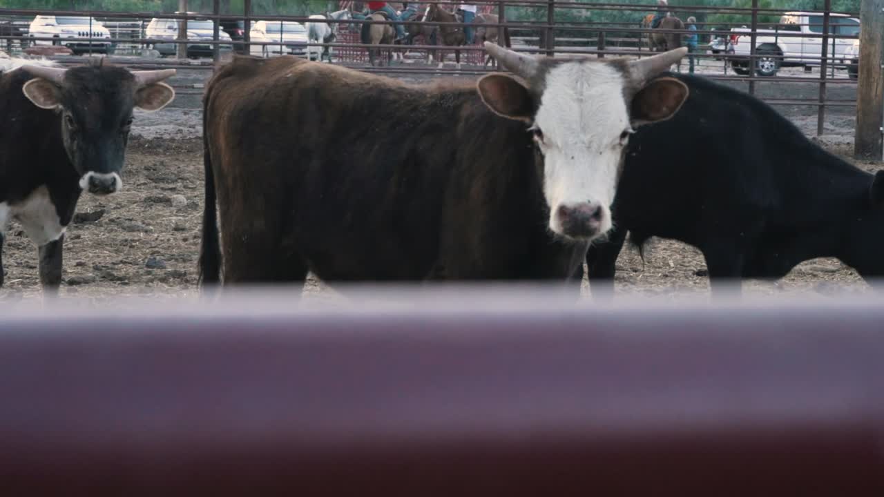 목장의 황소 암소