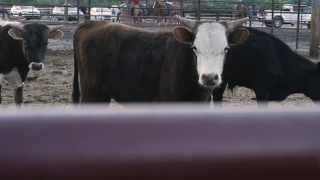 bull cow in corral
