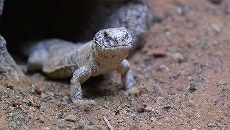 a flat bodied spiny tailed lizard coming out of it's den - close up shot