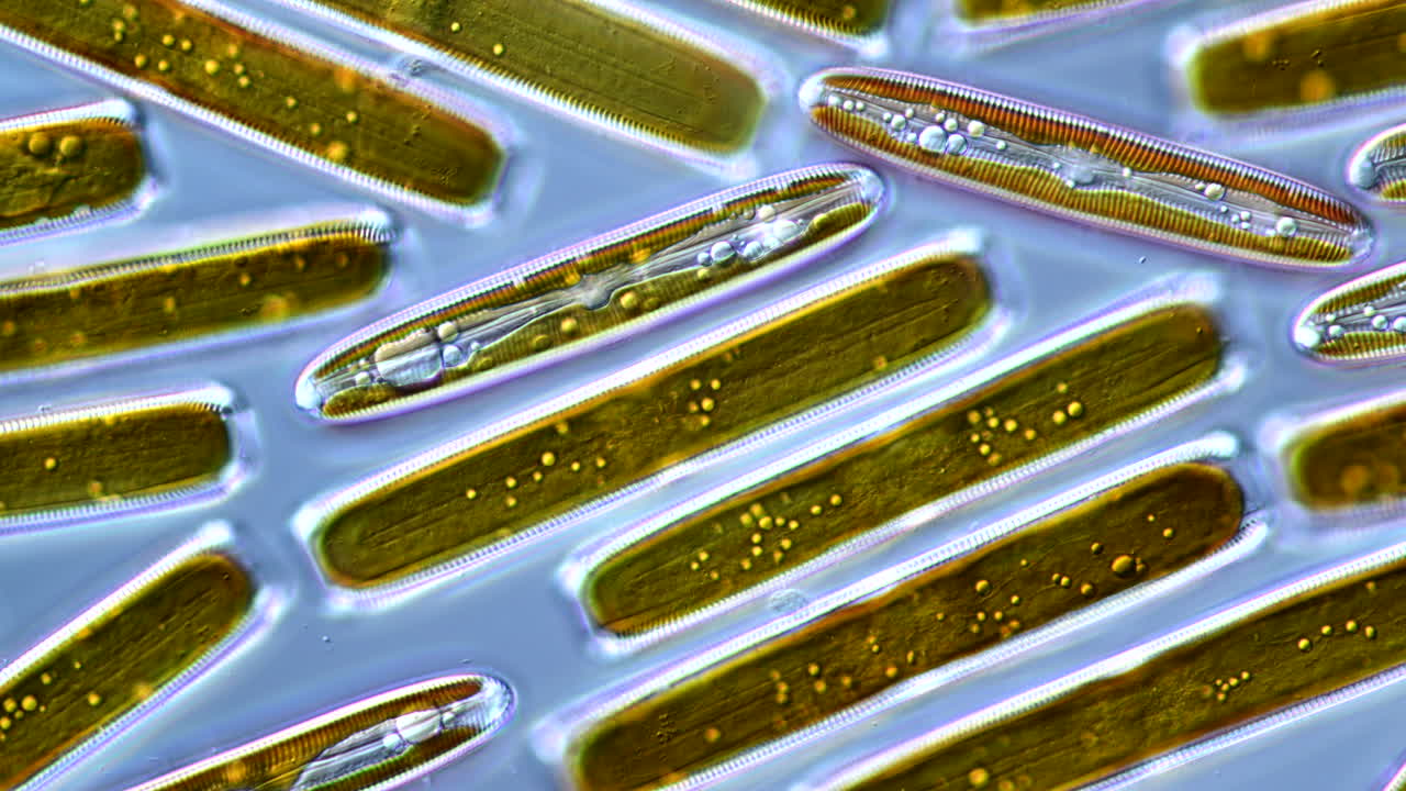 Microscopic view of diatoms
