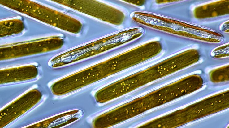 Microscopic view of diatoms