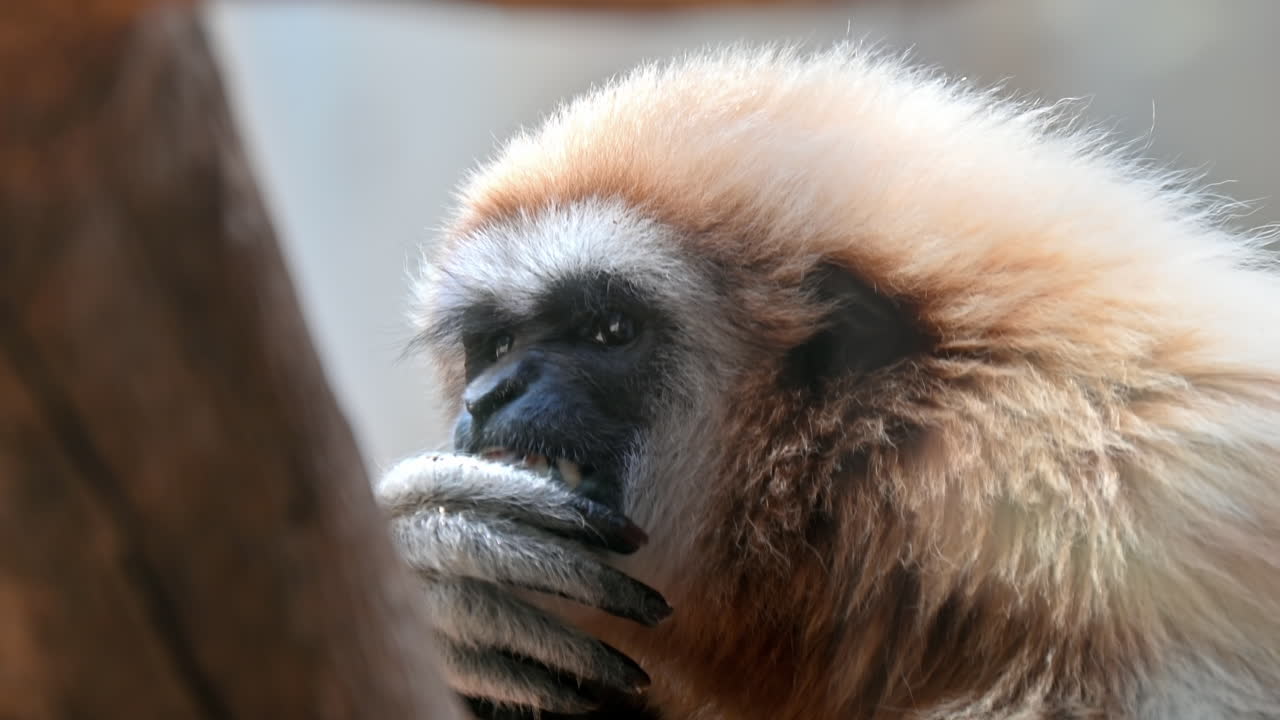 Close view of a gibbon eating and looking around in Terra Natura zoo in Benidorm, Spain