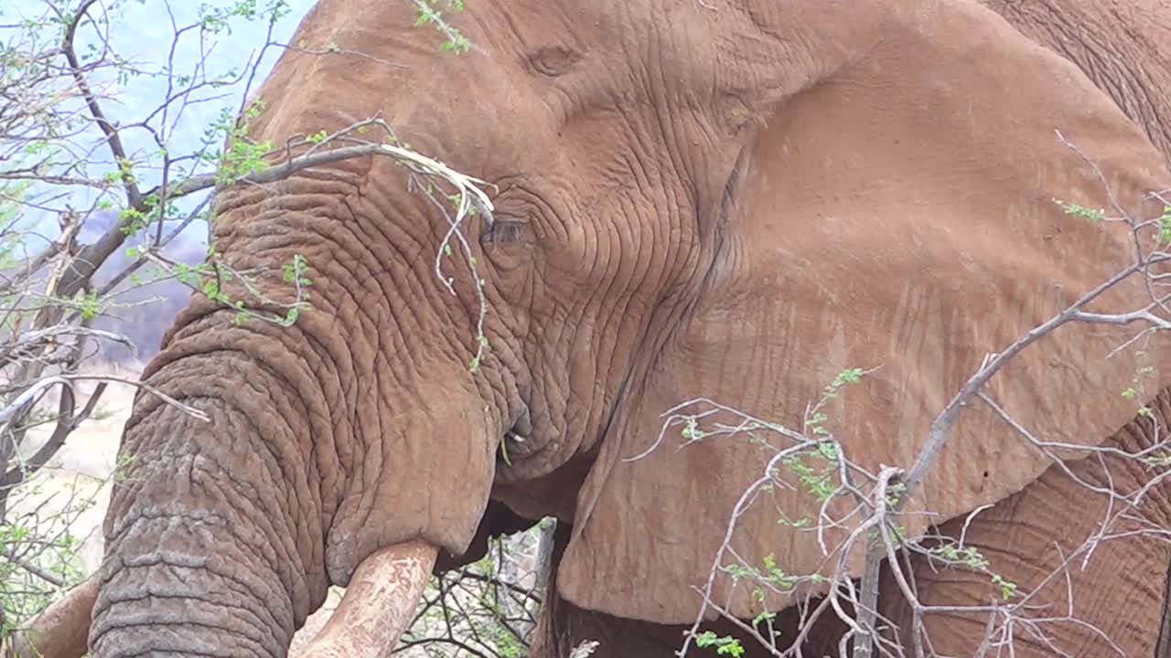나뭇가지를 부수고 채식 스타일을 먹기 위해 몸통을 사용하는 큰 아프리카 코끼리를 닫습니다