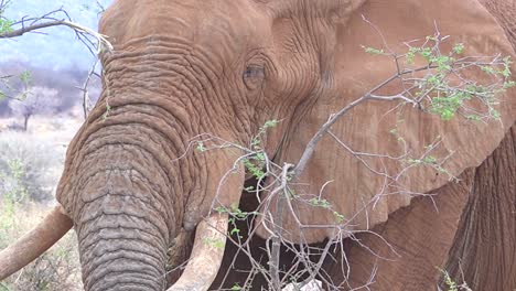 close up of a large african elephant using trunk to break off branches and eat vegetarian style