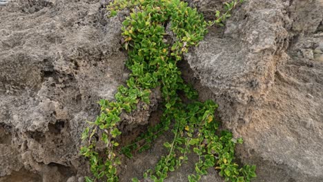 rocky coastline with plants and ocean waves