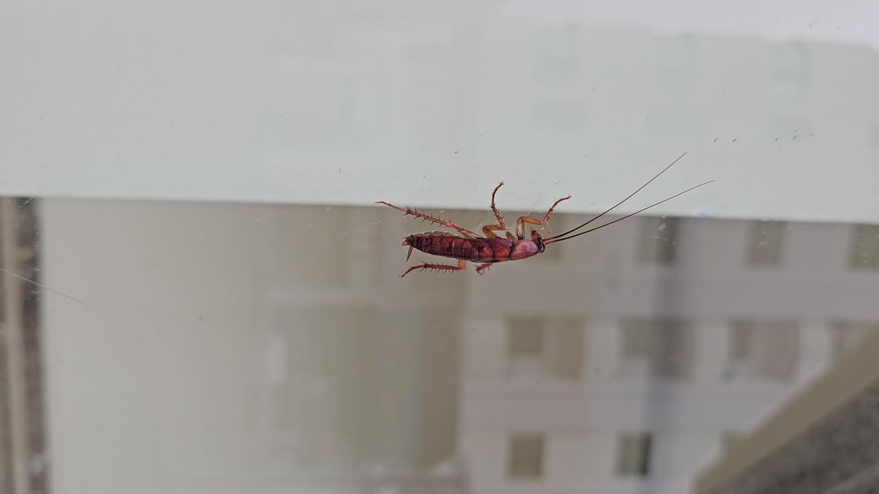 imágenes verticales: una cucaracha trepando por el vidrio en una zona residencial durante el día