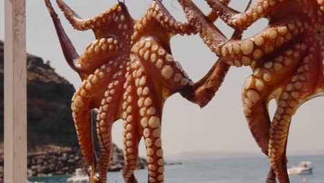 cu of octopus hanging to dry