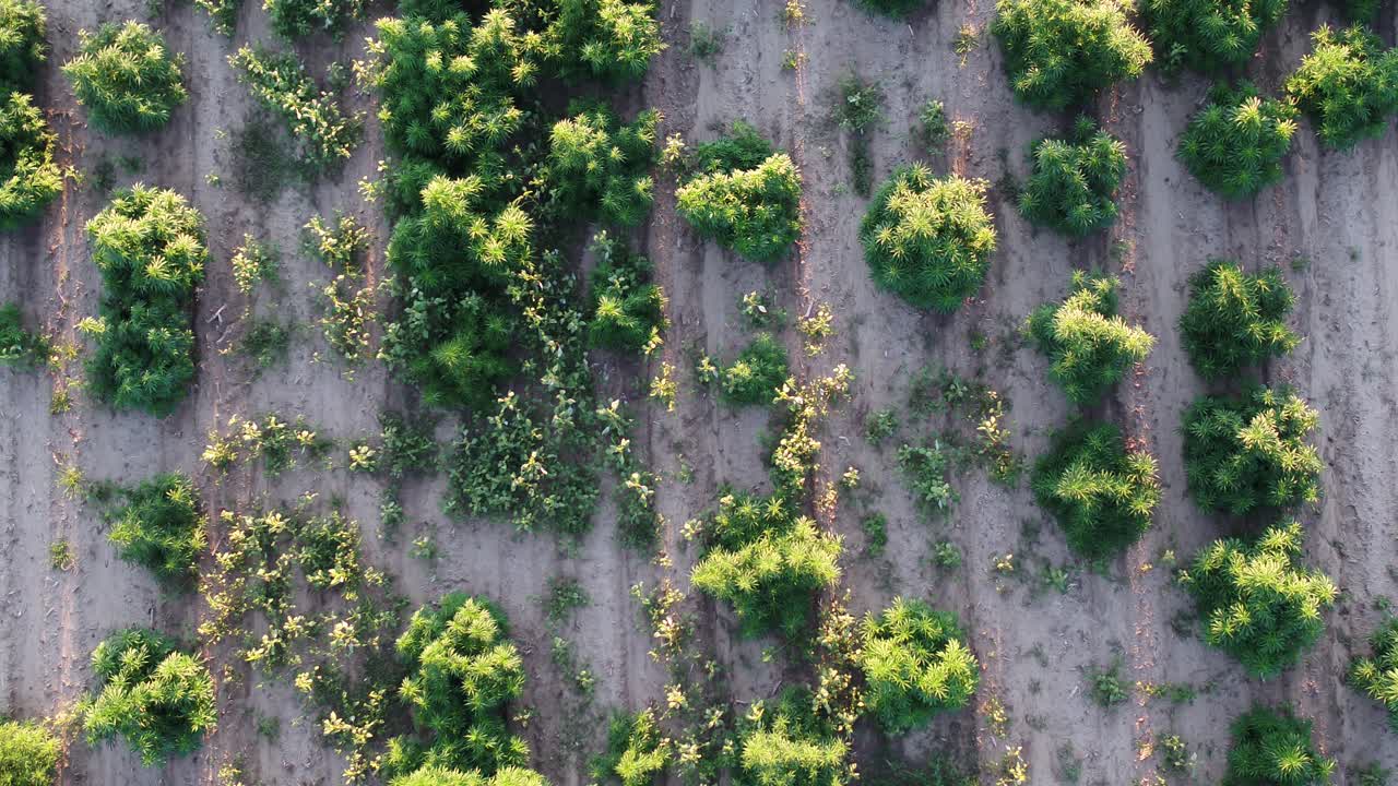 cáñamo con algunas malas hierbas creciendo entre las plantas en esta toma del campo con un dron